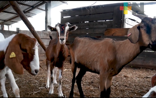 Horacio Brenis, un beneficiado más del programa de Proyectos Productivos en Veracruz