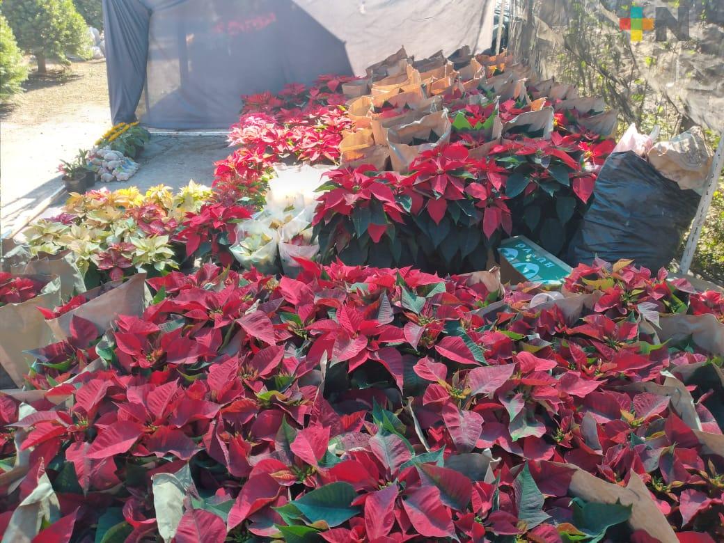 Vendedores de Nochebuenas y pinos esperan mejoren ventas en municipio de Veracruz