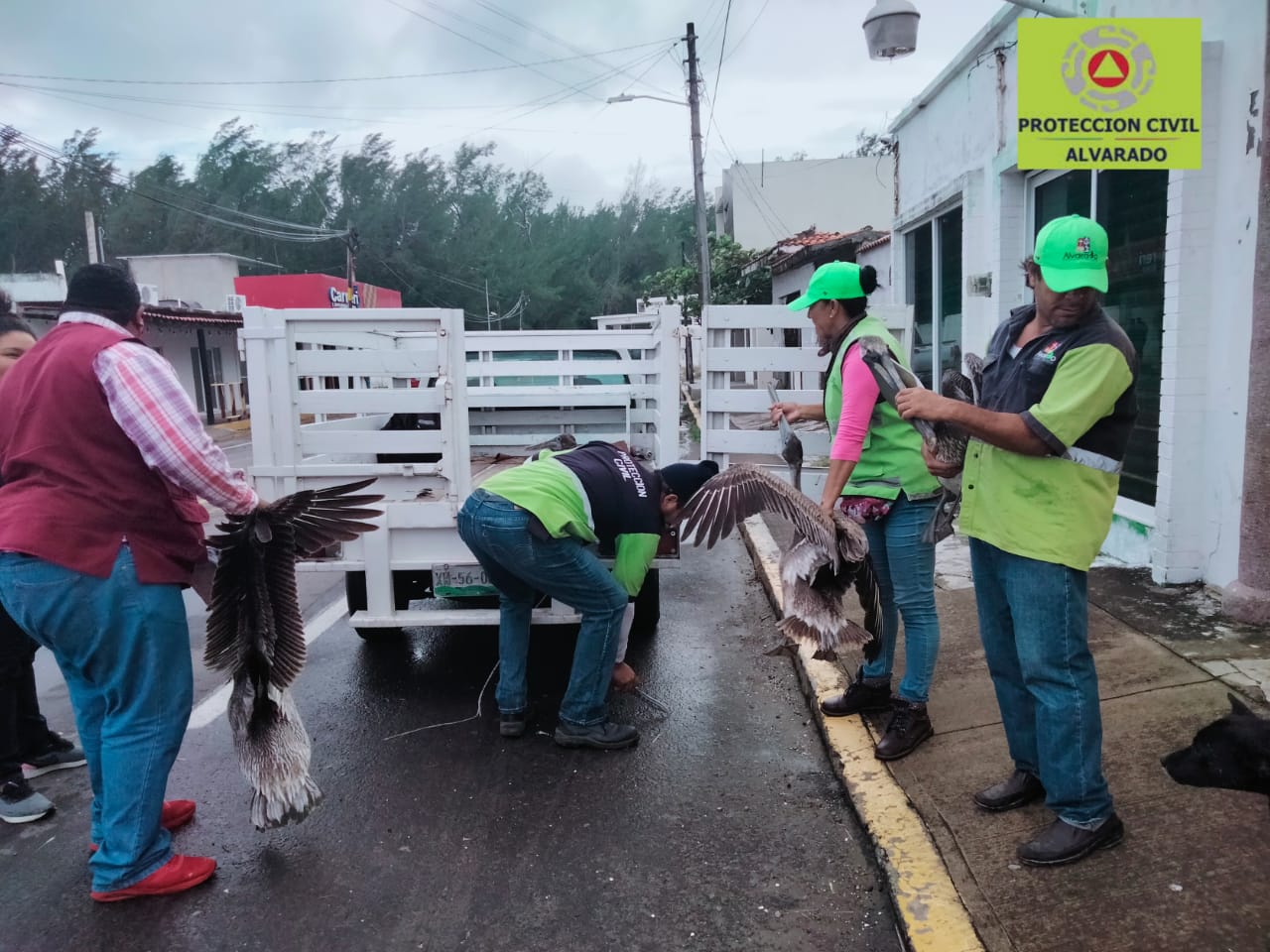 Resguardan pelícanos en Antón Lizardo ante fuertes rachas de viento