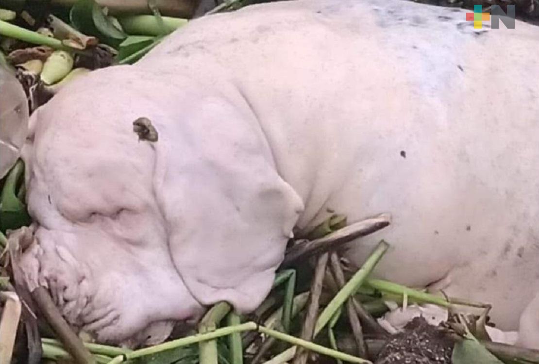 Encuentran perro, caballo y jabalí muertos, en playas de Villa Allende