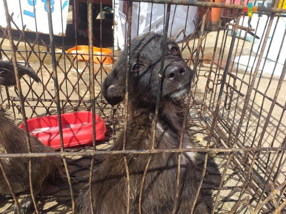 Salud Animal en Xalapa busca hacer valer Ley de Protección a las Mascotas