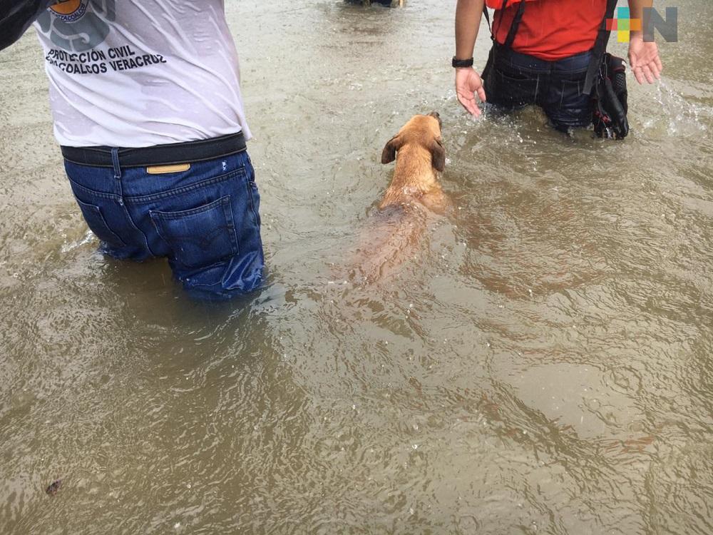 Protección Civil de Coatzacoalcos rescata perros abandonados durante inundaciones