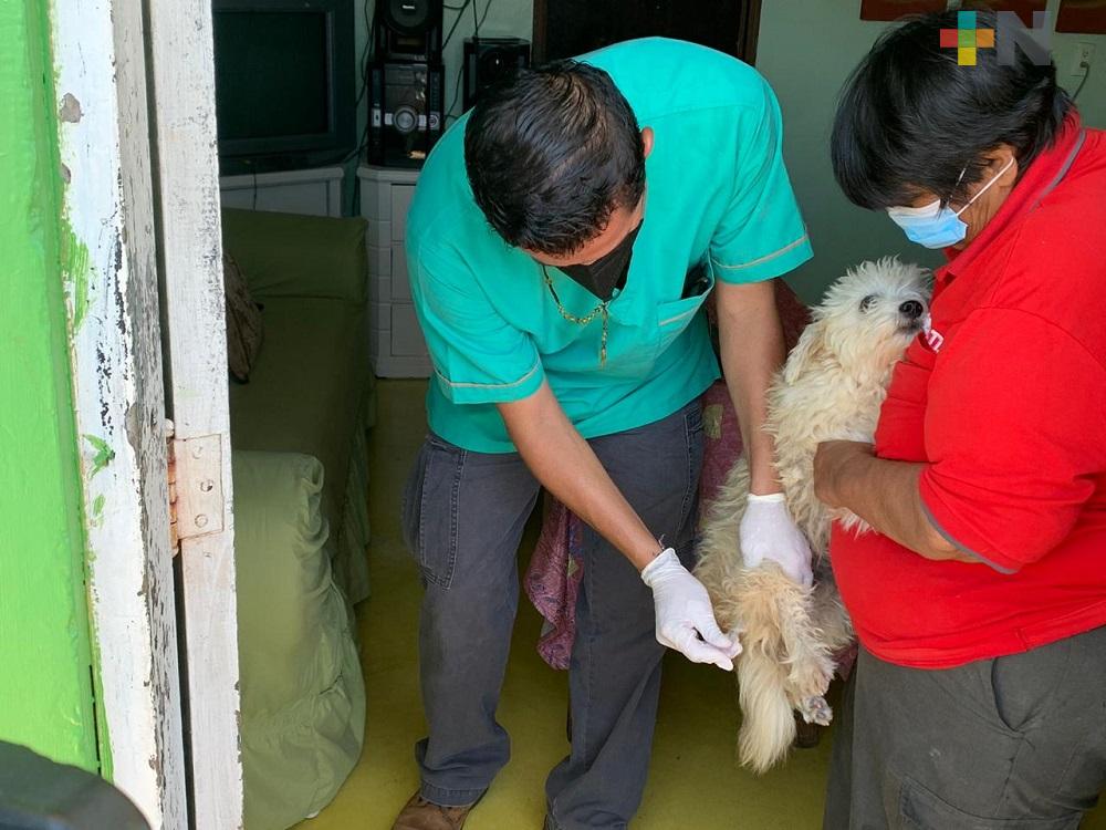 Vacunan contra la rabia a perros rescatados por ciudadana en Coatzacoalcos