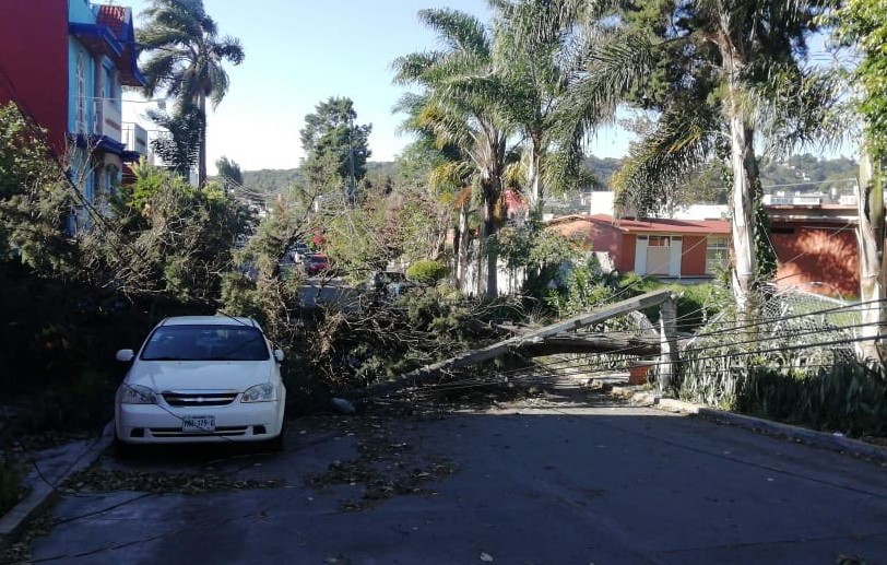 Rachas de vientos tiraron varios árboles en Xalapa