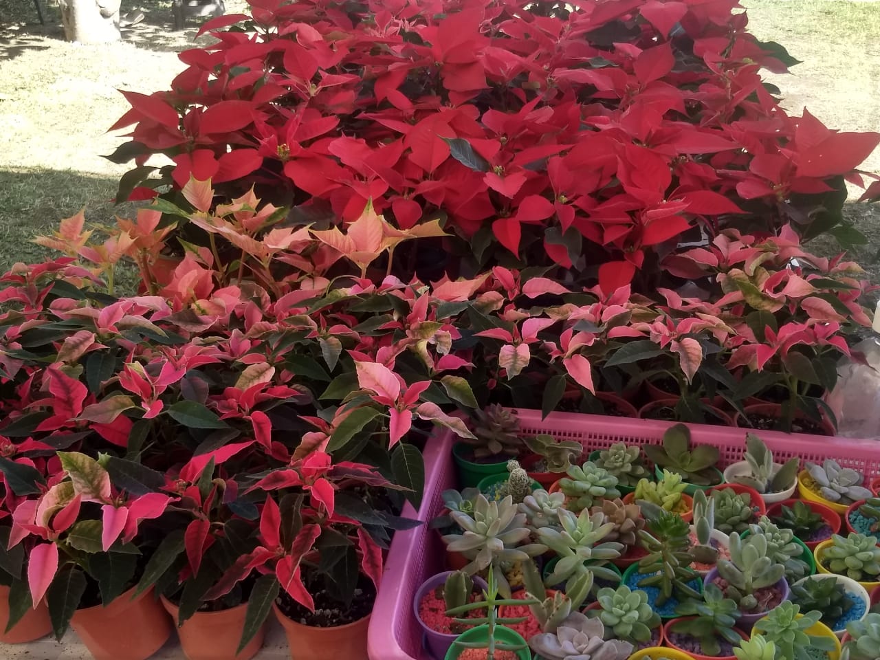 Reportan excelentes ventas de Nochebuena y pinos de Navidad en parque Doña Falla