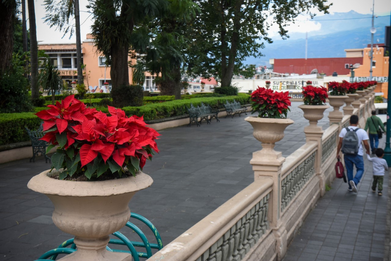 Cerca de ocho mil flores de Nochebuena adornarán parques y jardines de Xalapa