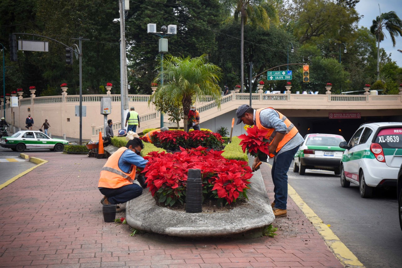 Ayuntamiento de Xalapa coloca flores de Nochebuena  en parques y jardines