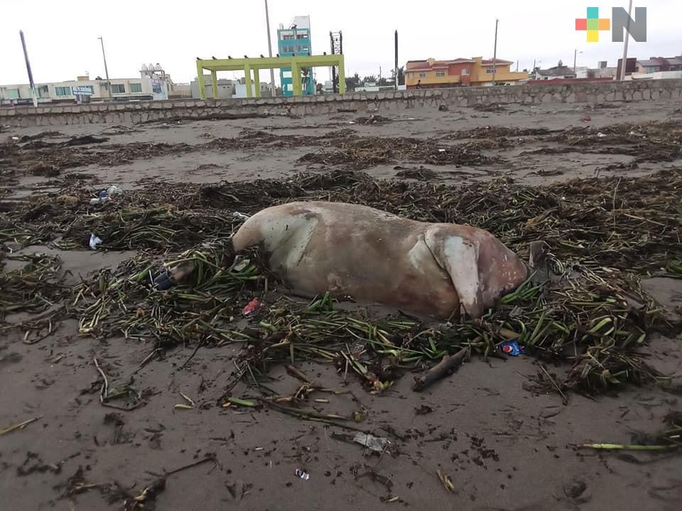 Animales muertos y  palizada llegan a playas de Coatzacoalcos