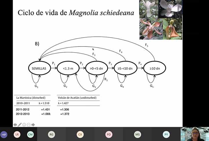 Magnolia schiedeana, fósil viviente