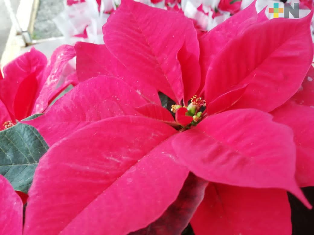 Venta de flor de Nochebuena en paseo de Los Lagos
