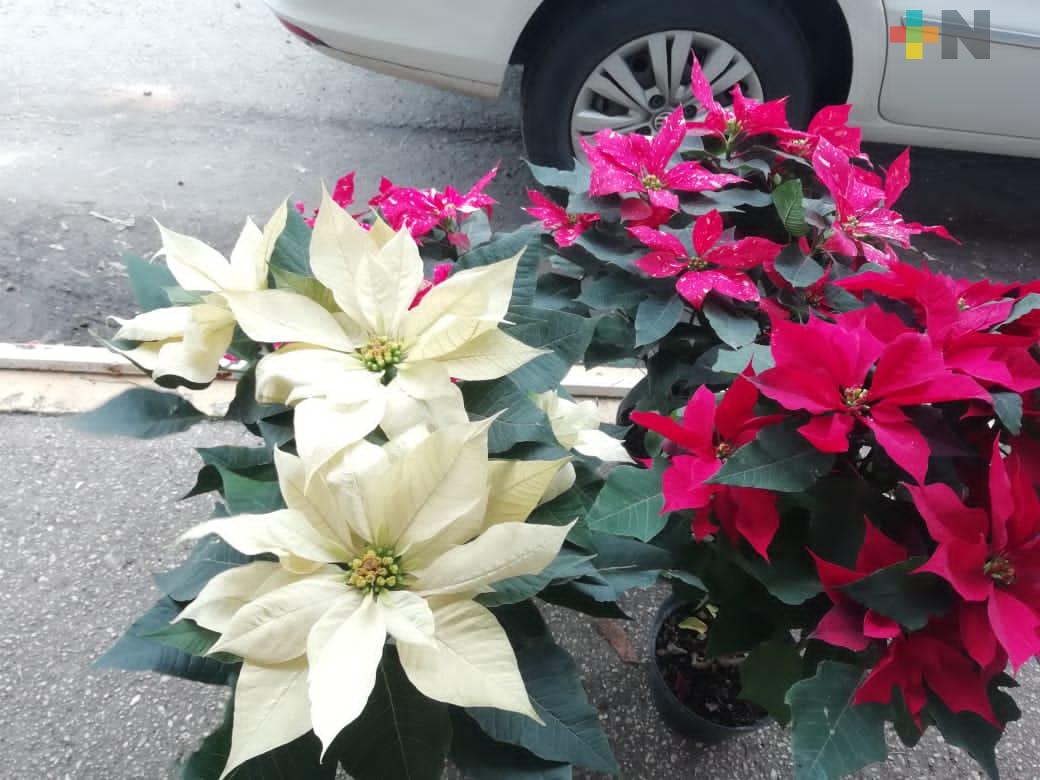 Reportan ventas favorables de flor de Nochebuena en Coatzacoalcos