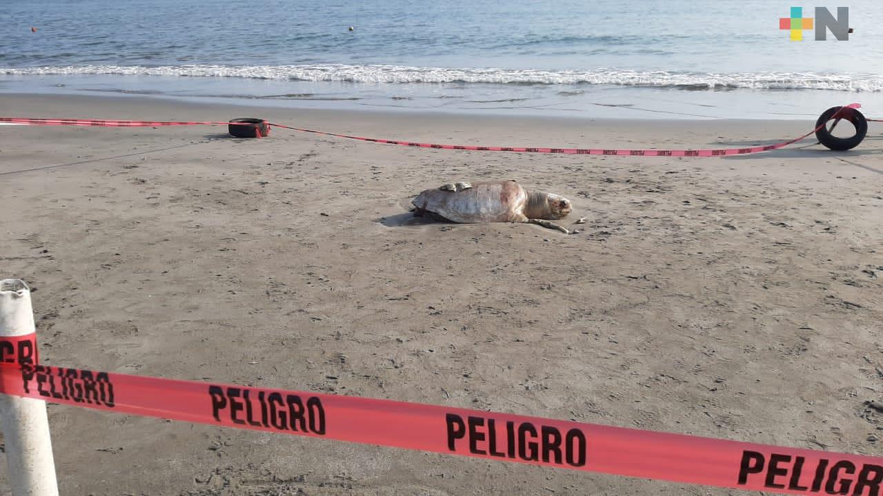 Hallan tortuga muerta en playa Martí de Veracruz