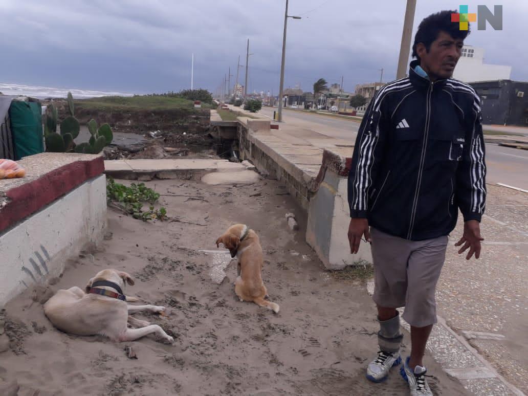 Activista pone en adopción 15 perros rescatados en carreteras