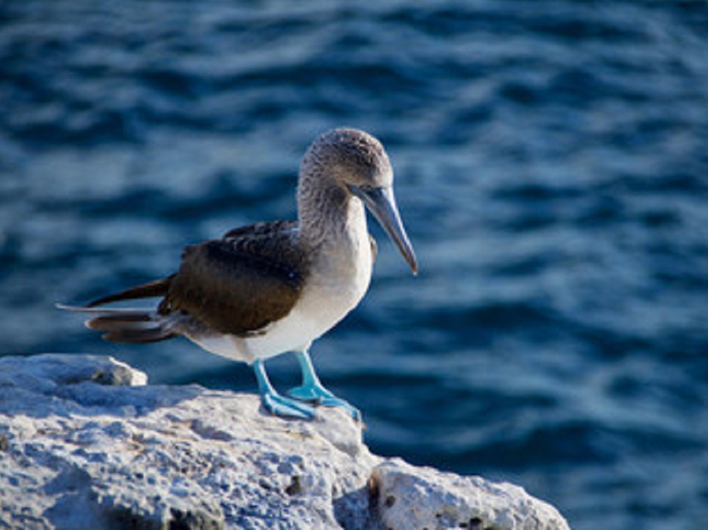 COVID-19 amenaza biodiversidad de Islas Galápagos y su lucha contra el plástico