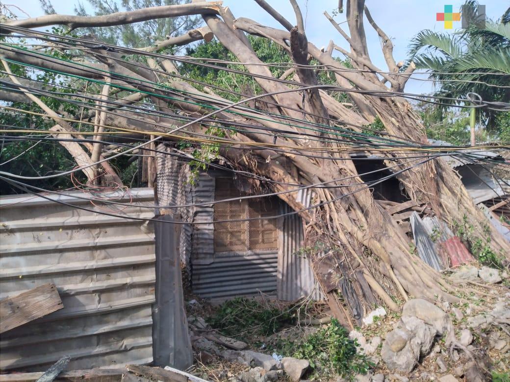Por evento de norte, en Veracruz cayeron dos árboles sobre casa, sus moradores aún la habitan