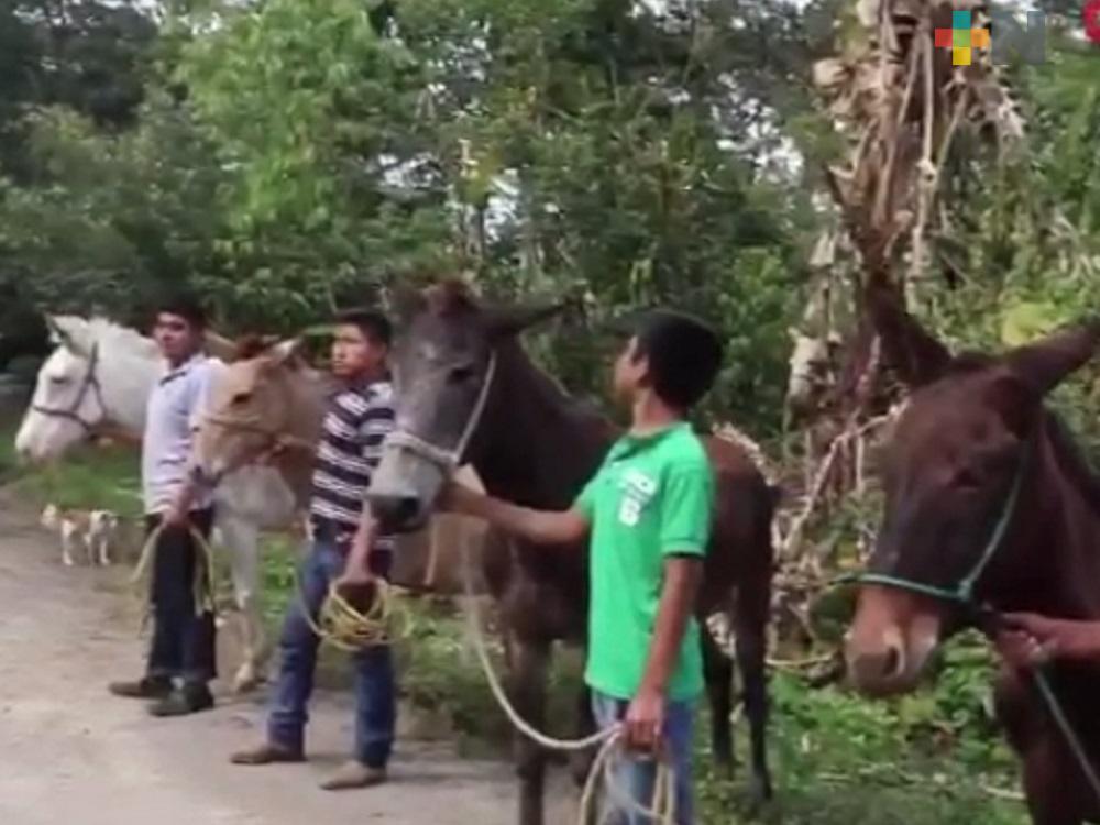 En Olmeaca, productores de follaje adquieren asnos a mitad de precio