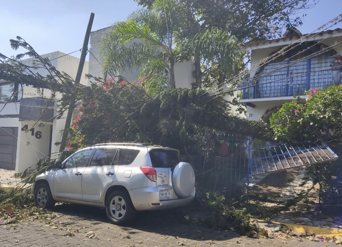 Árboles caídos y algunos daños materiales, saldo de las rachas del norte en Xalapa