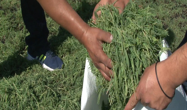 Alistan productores de romeritos volumen suficiente para abastecer demanda