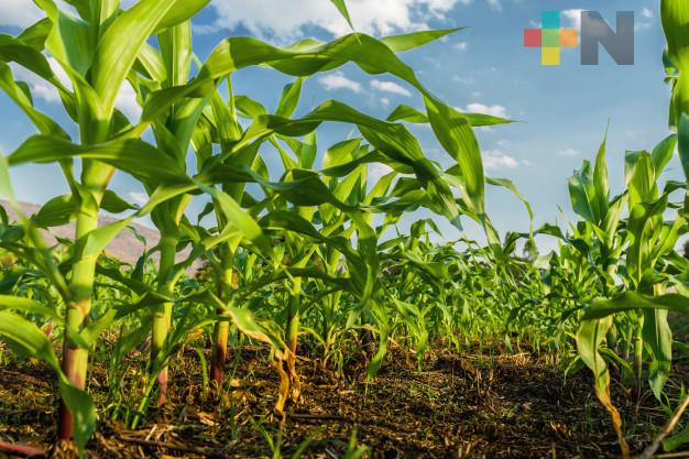 Veracruz aporta 29.45 millones de toneladas a producción agrícola nacional