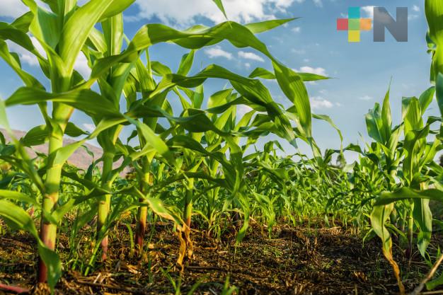 Veracruz aporta 29.45 millones de toneladas a producción agrícola nacional