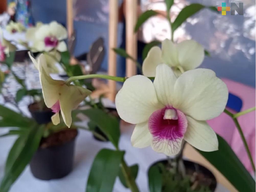 Invitan a visitar pabellón artesanal en Coatepec