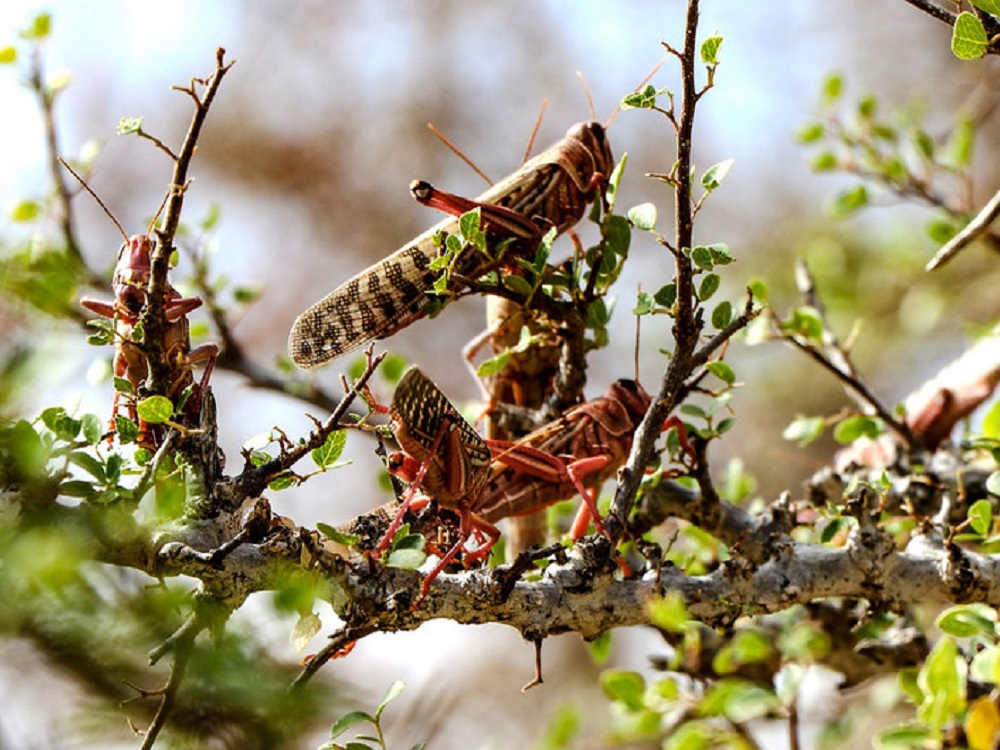 Langostas del desierto vuelven a invadir África y amenazan la comida de millones de personas