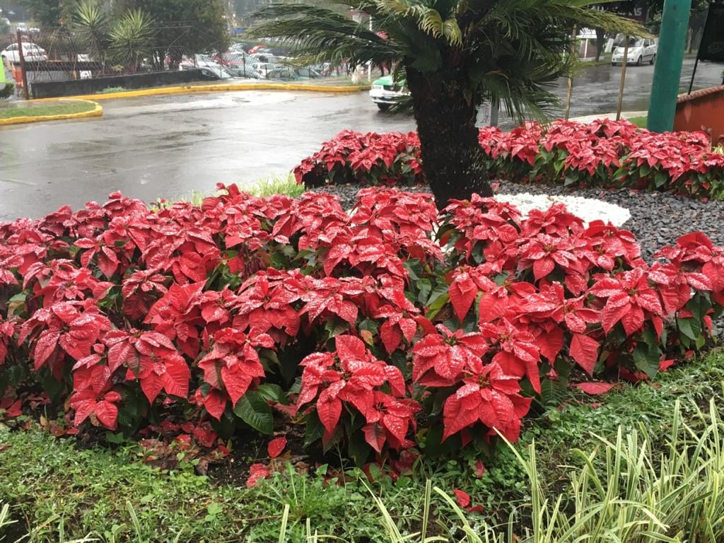 Nochebuenas en Xalapa