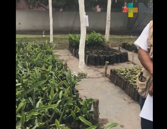 Sembrando Vida rescata el medio ambiente y reactiva economía de las regiones