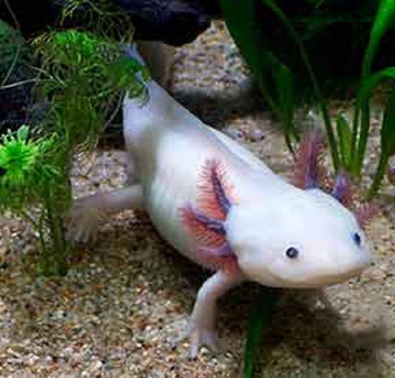 Buscan conocer más de los órganos reproductores del ajolote