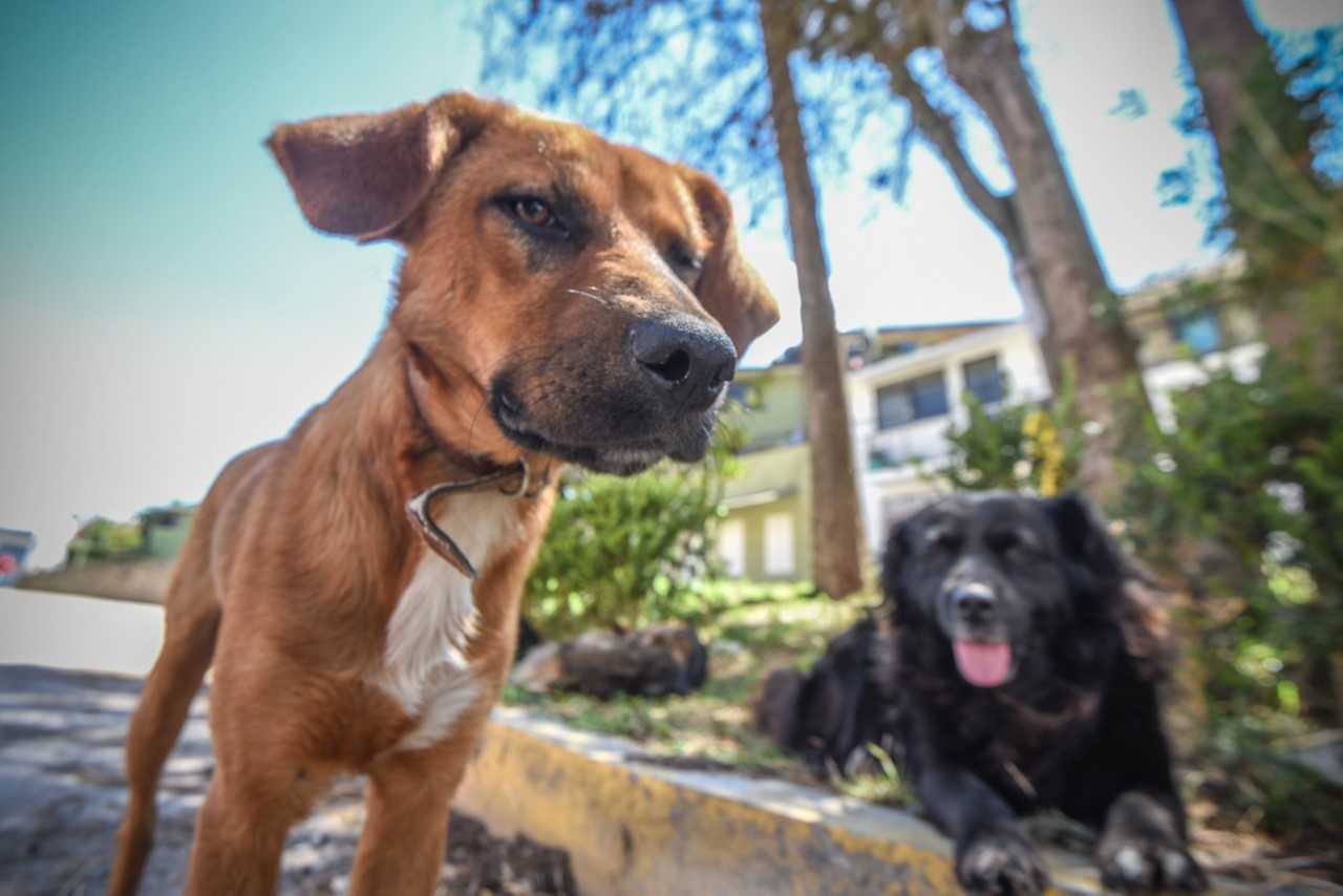 Reforma a ley de protección a los animales está pendiente en Congreso del Estado