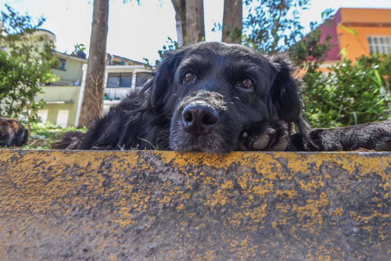 Invitan a trabajadores municipales a campaña por el bienestar animal