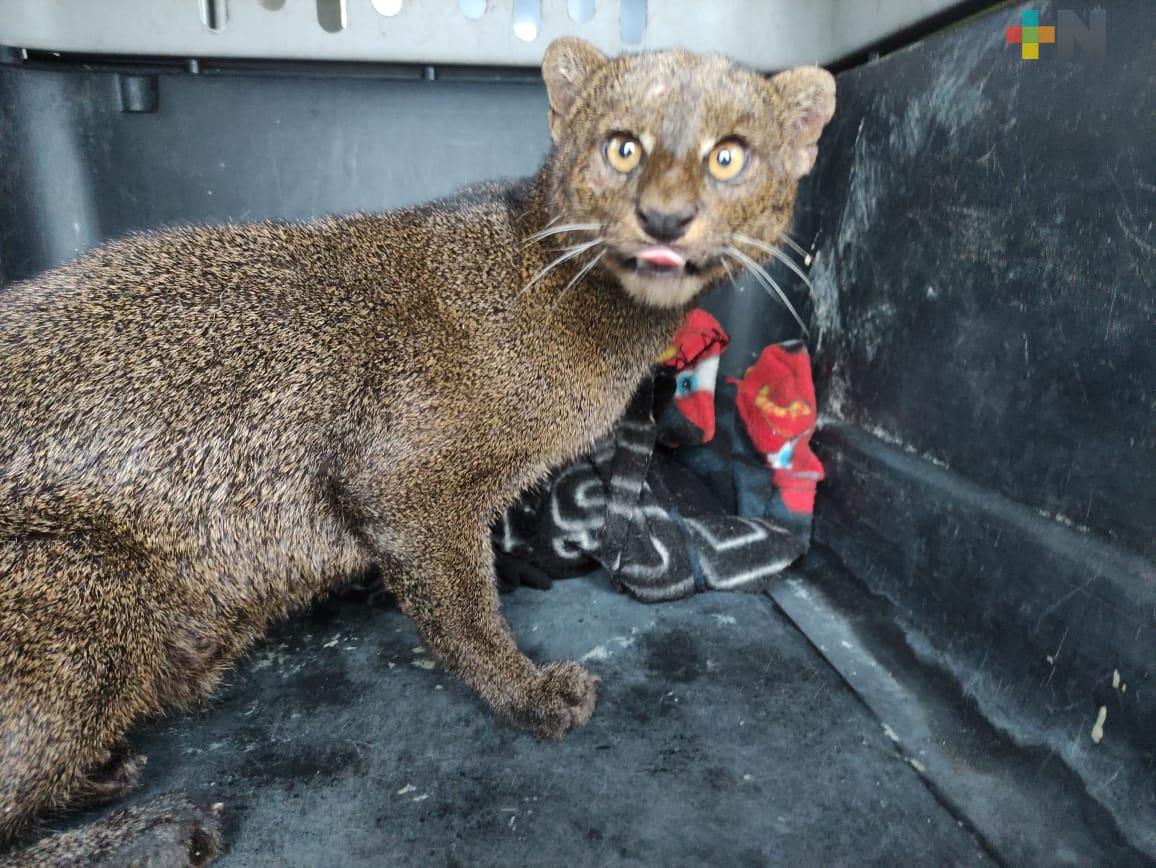 Continúa bajo observación el  jaguarundi rescatado en el municipio de Alvarado