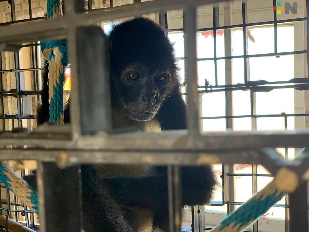 Aumenta casos de explotación de fauna silvestre en el sur de Veracruz; circo abandona mono araña