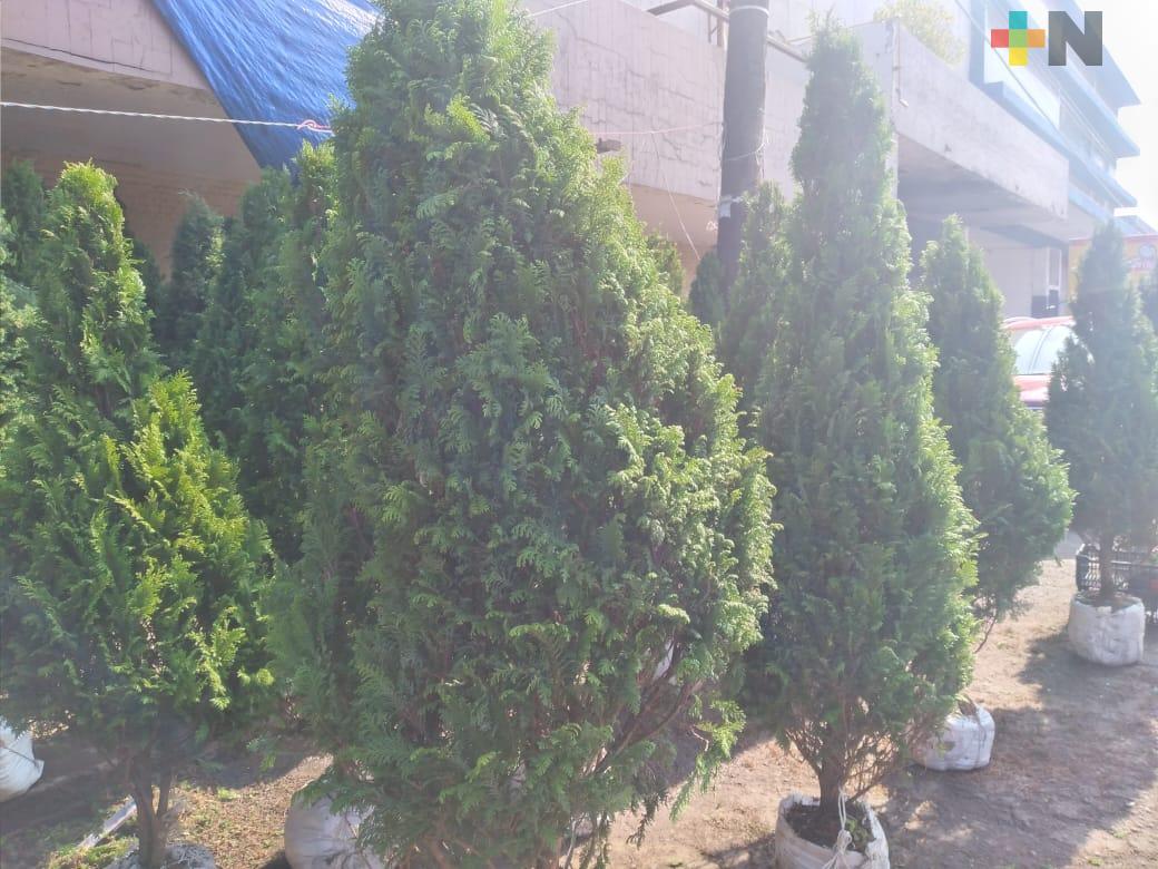 En vísperas de Navidad, aún ofrecen pinos en municipio de Veracruz