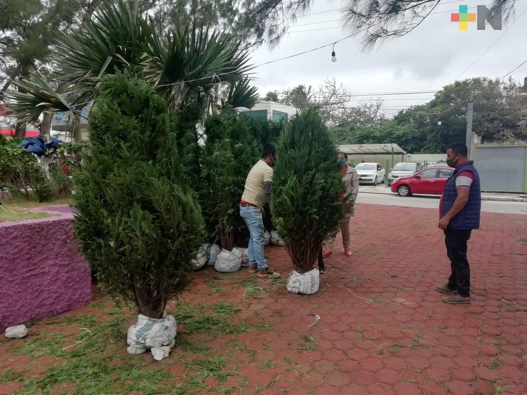 Comerciantes de pinos navideños esperan buenas ventas en Coatzacoalcos