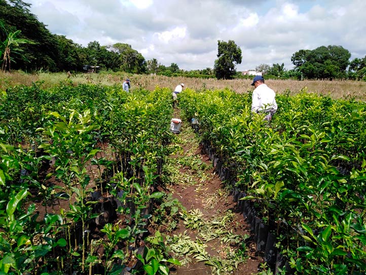 Alumnos de la UV analizaron impacto en producción de limón persa