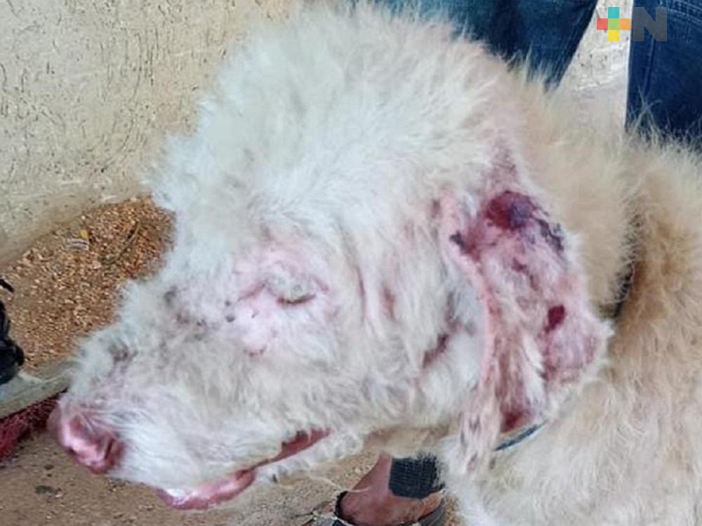 AMEDEA constata maltrato a perros en fraccionamiento de Coatzacoalcos