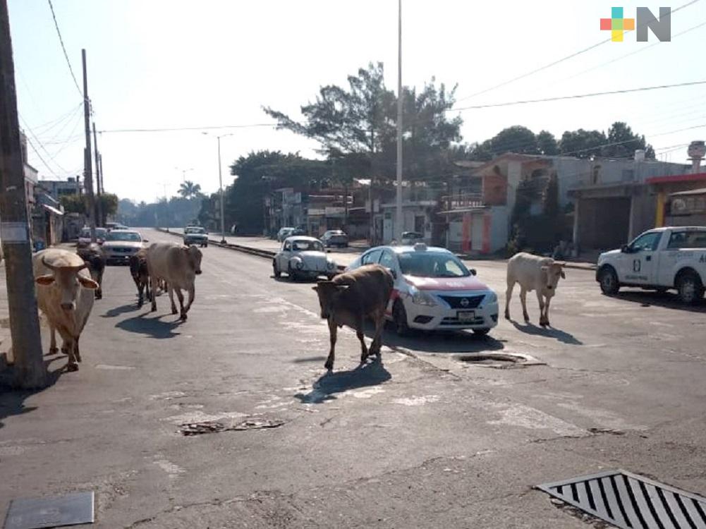 En Tuxpan aplicarán sanciones severas contra propietarios de ganado que invadan vía pública
