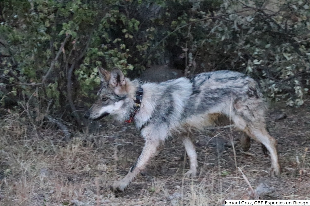 A finales de 2020, Conanp realizó liberaciones de lobo mexicano en Chihuahua