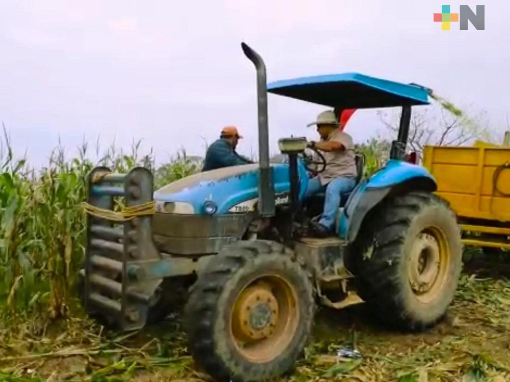 Por precio de garantía, aumentó casi cien por ciento ingreso de productores de maíz en Isla