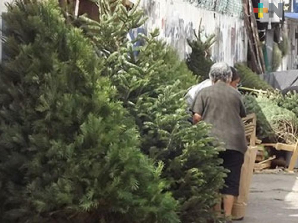 Más de 4,200 pinos se acopiaron en programa Recicla tu Navidad