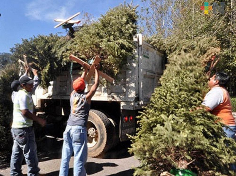 Autoridades de Tlapacoyan intensifica recolección de llantas y  árboles de Navidad