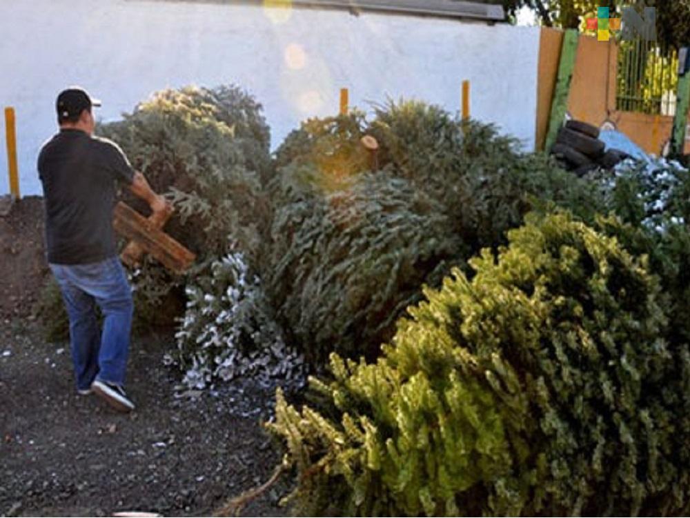 Programa Recicla tu Navidad ya da resultados en Tuxpan