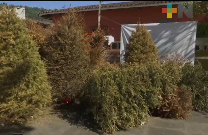 A través de centros de acopio municipales se cerrará el ciclo de los árboles de Navidad: Sedema