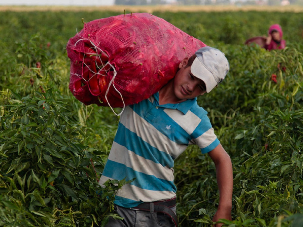 En el mundo hay todavía 152 millones de niños que trabajan y pandemia empeora su situación