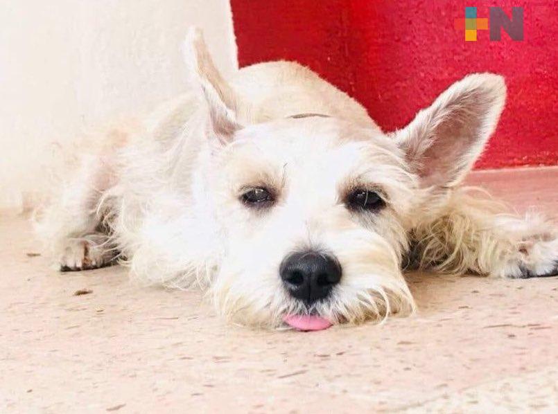 Uso de pirotecnia incrementa pérdida de mascotas; piden apoyo para localizar a perrita