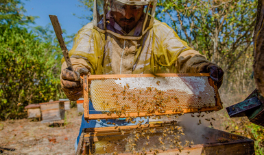 Reduce Agricultura impacto negativo de la africanización de las abejas en el país