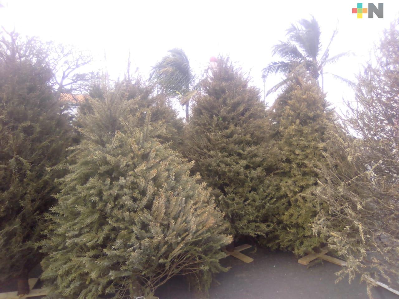 En parque Reino Mágico de Veracruz inicia recolecta de  pinos navideños