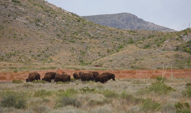 Impartieron la conferencia sobre recuperación ecológica del bisonte y restauración de pastizales en México