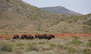 Semarnat no ha autorizado permisos para caza de Bisonte Americano